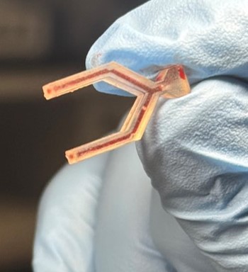 Sheep blood flow test